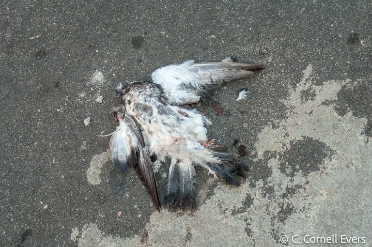 Billy Bragg daagt Trump's ICE staatsterreur uit